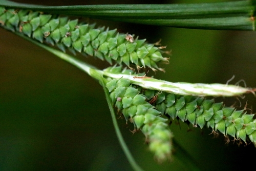 Image of Carex maculata by no rights reserved