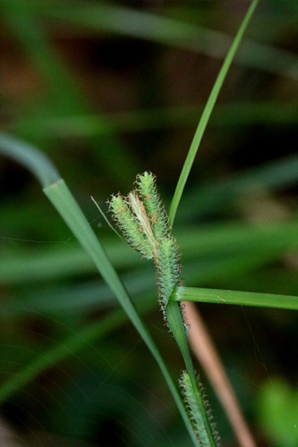 Image of Carex maculata by no rights reserved