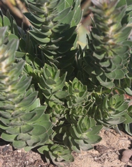 Mimetes capitulatus