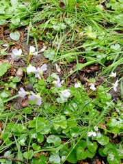 Cardamine pratensis