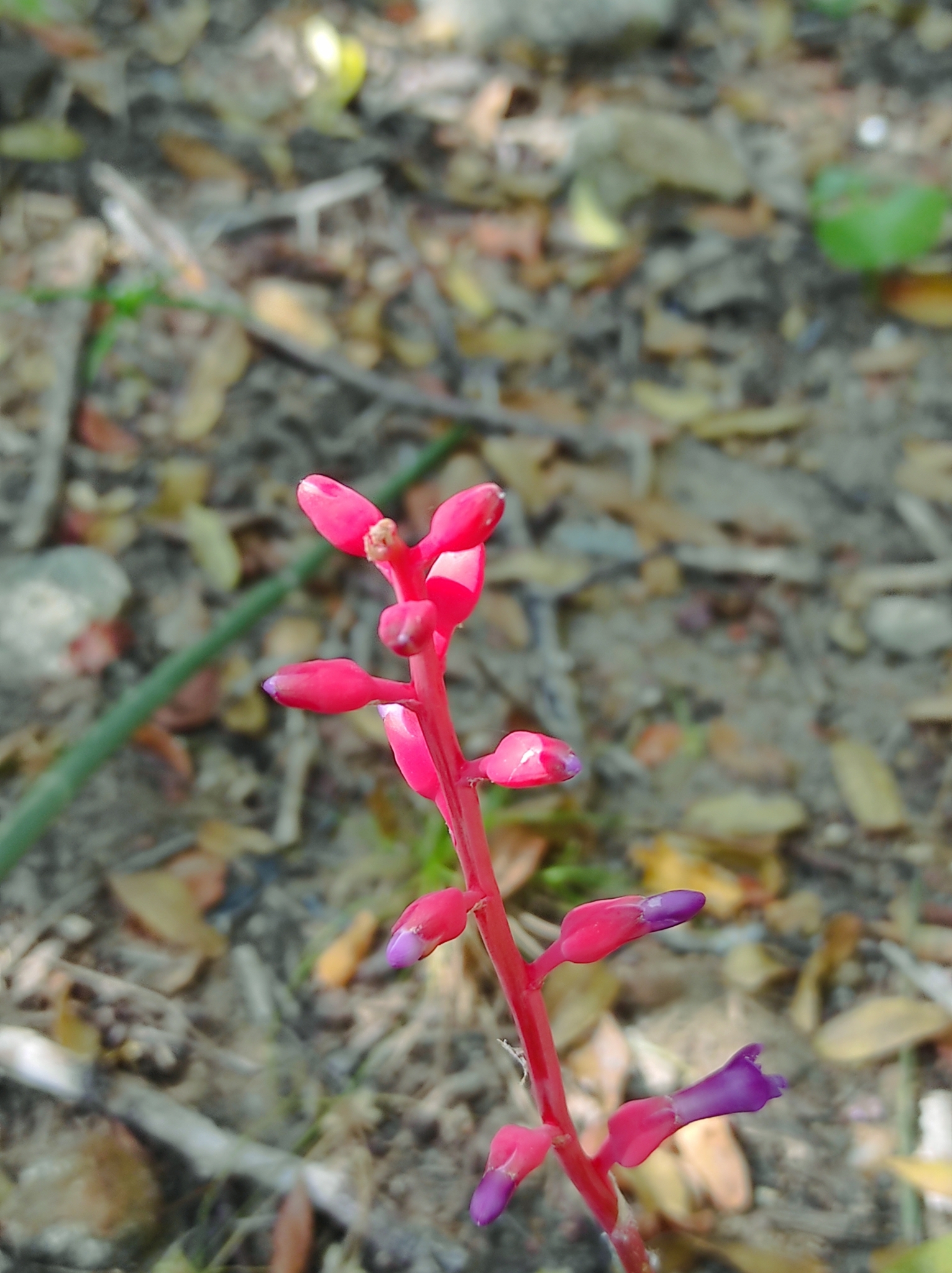 Neoglaziovia variegata