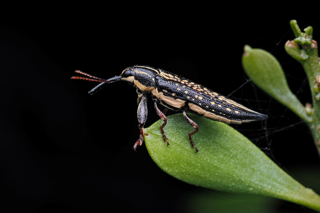 Rhinotia Lineata From Peace Park, Brighton Qld 4017, Australia On March 