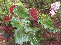 Begonia barkeri