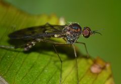 Sylvicola undulatus