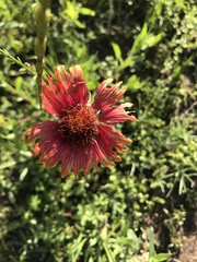Gaillardia amblyodon