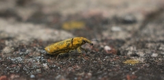Gasteroclisus