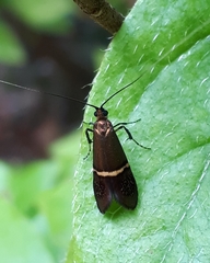 Nemophora aurifera