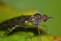 Sylvicola undulatus