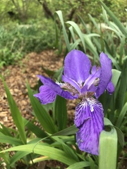 Iris tectorum