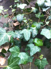 Hedera helix