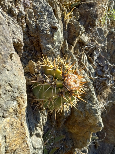 Melocactus praerupticola