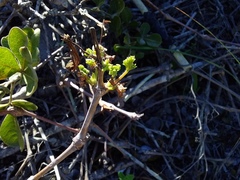 Pelargonium gibbosum