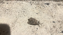 Prionoxystus macmurtrei