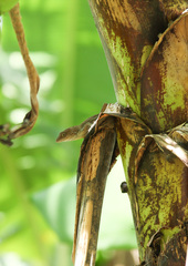 Anolis cybotes
