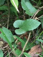 Aristolochia kaempferi