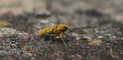 Gasteroclisus