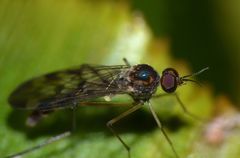 Sylvicola undulatus