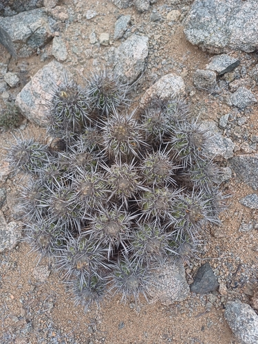 Copiapoa marginata