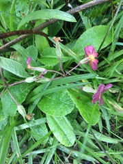 Primula × polyantha