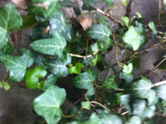 Hedera helix