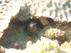 Castle's Moray photo 4