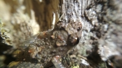 Pristimantis brevicrus