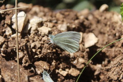 Pieris ergane