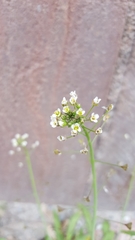 Capsella bursa-pastoris