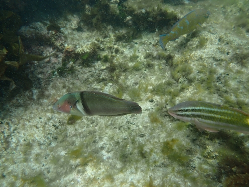 Western king wrasse (Coris auricularis) — Labridae