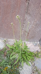 Capsella bursa-pastoris