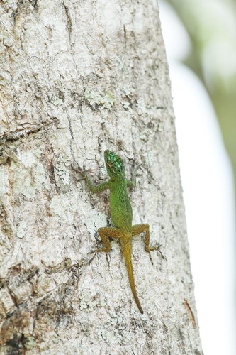 Bark Anole