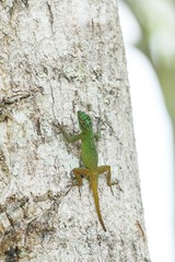 Anolis dominicensis