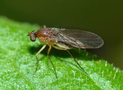 Australachalcus medius