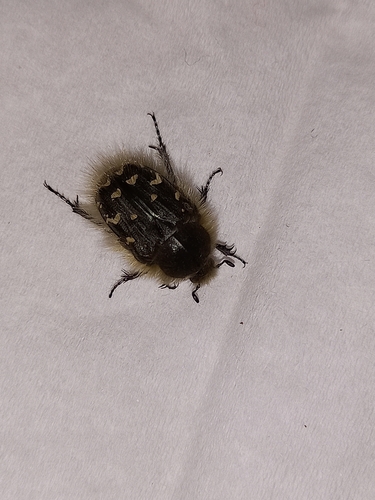 Apple Blossom Beetle