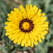 False Sow-Thistle - Photo (c) Sonja Bouwman-Gringhuis, some rights reserved (CC BY-NC), uploaded by Sonja Bouwman-Gringhuis