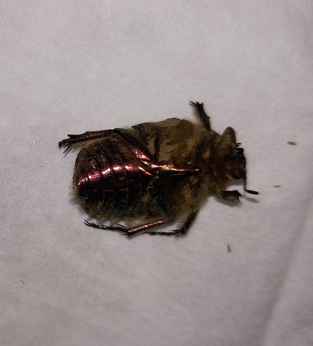 European Rose Chafer