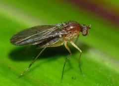 Australachalcus medius
