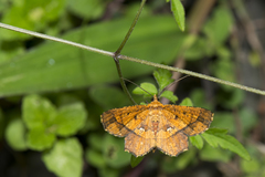 Entomopteryx combusta