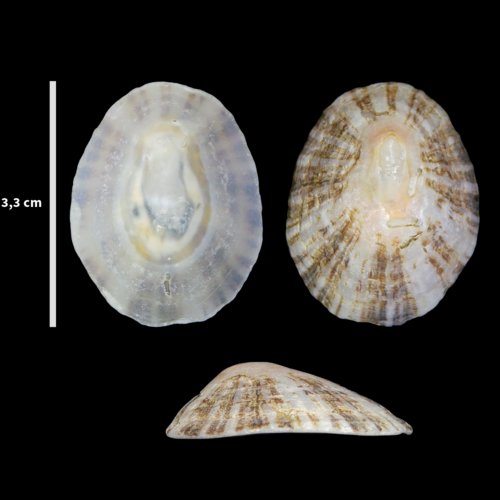 China Limpet