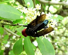 Bromophila caffra