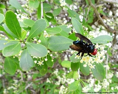 Bromophila caffra