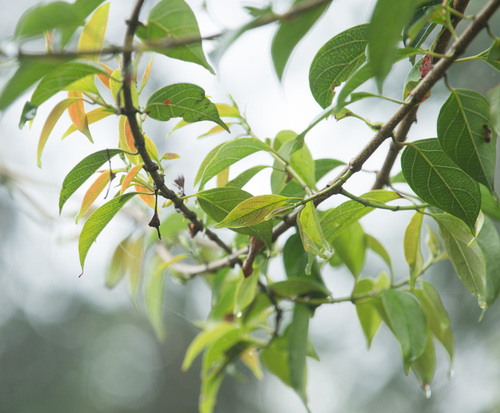 Urceola micrantha (Wall. ex G.Don) D.J.Middleton