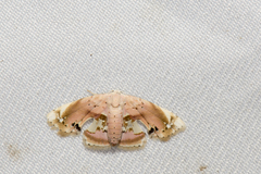 Holocryptis erubescens