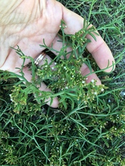Thesium frisea