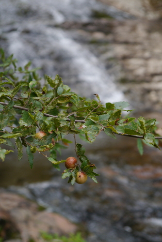 Coigue (Nothofagus dombeyi)