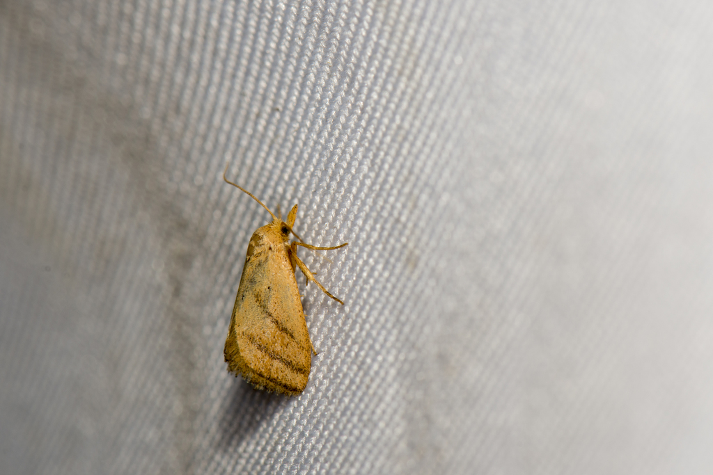 Ceratonema wilemani