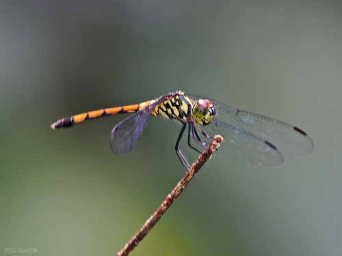 Agrionoptera insignis (Rambur, 1842)