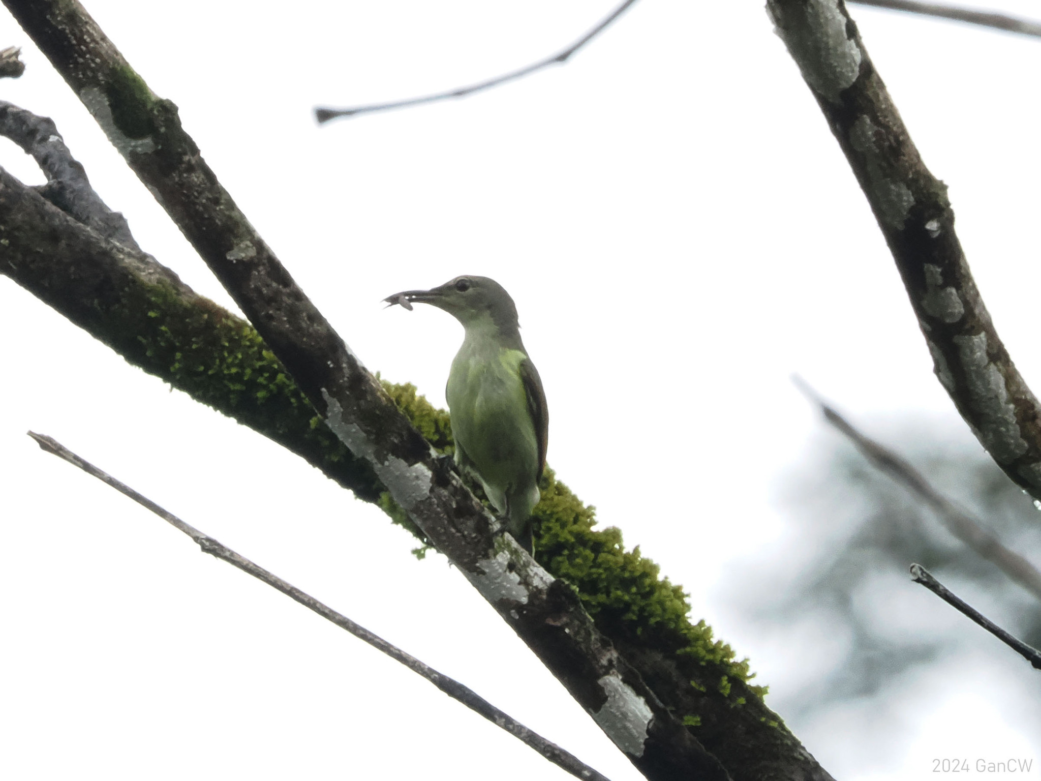 Grey-throated Sunbird (Anthreptes griseigularis), photo 2