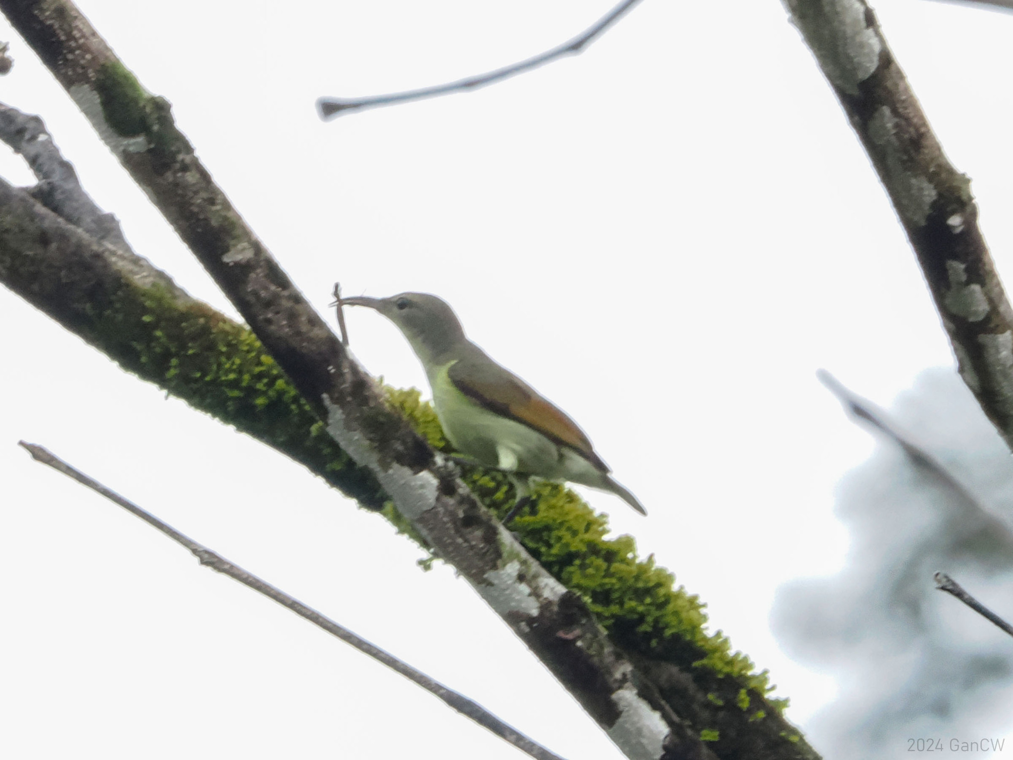Grey-throated Sunbird (Anthreptes griseigularis), photo 1