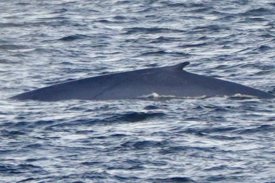 Blue Whale in March 2024 by felidae65 · iNaturalist